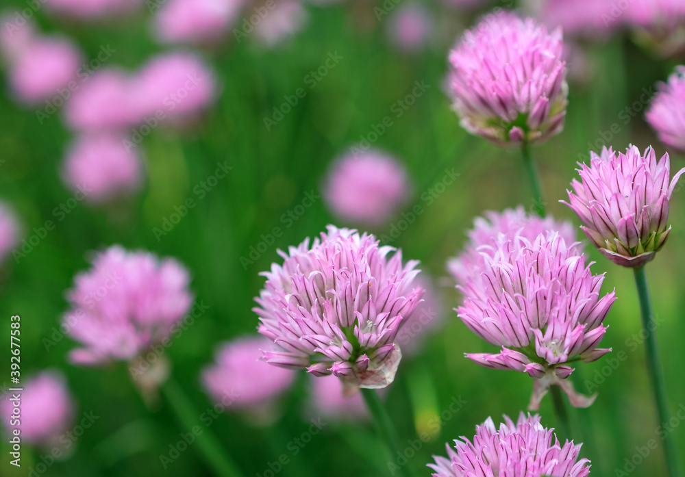 lilac flowers on a background of a meadow in the summer lilac flowers on a background of a meadow in the summer