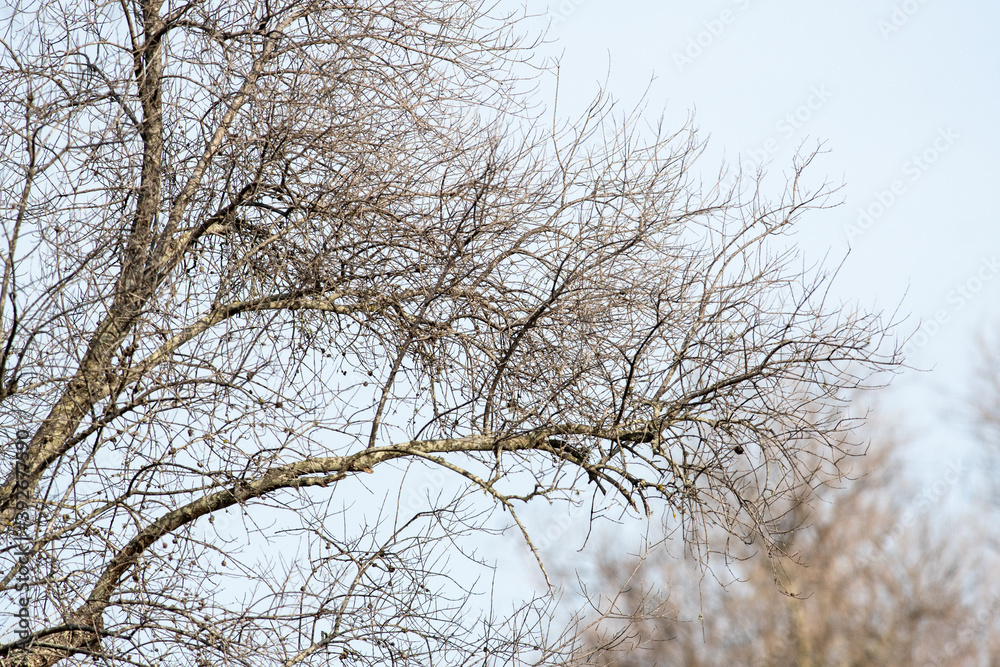 Alberi di ulivo affetti da Xylella fastidiosa Alberi di ulivo affetti da Xylella fastidiosa