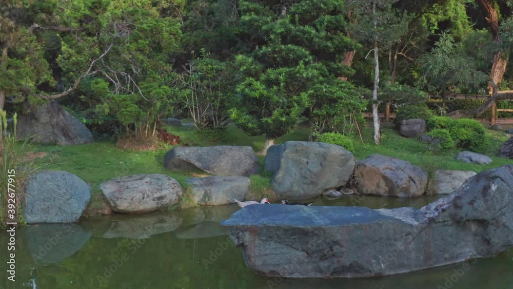 Ducks among rocks in pond of National Botanical Garden. Santo Domingo Ducks among rocks in pond of National Botanical Garden. Santo Domingo