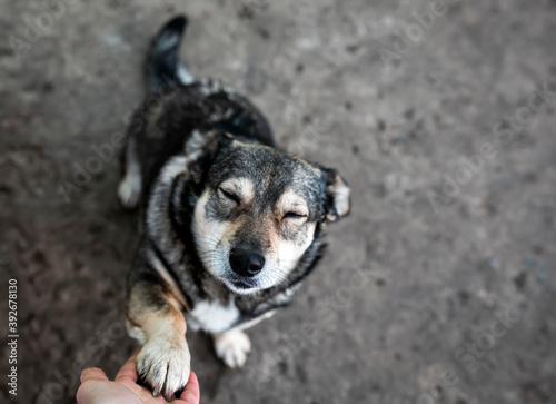 cute dog gives its paw to the owner's hand and squeezes its eyes shut