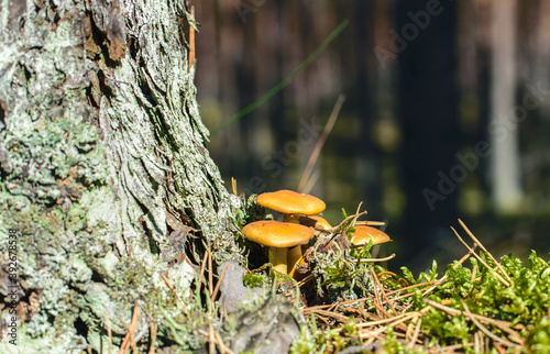 Inedible poisonous mushrooms at the foot of an old tree in the autumn forest. photo