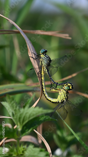connected dragonflies on leaf