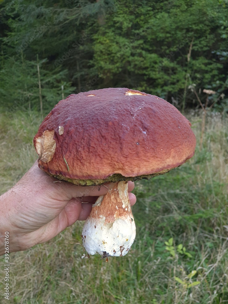 Big old boletus mushroom freshly picked in the forest Big old boletus mushroom freshly picked in the forest