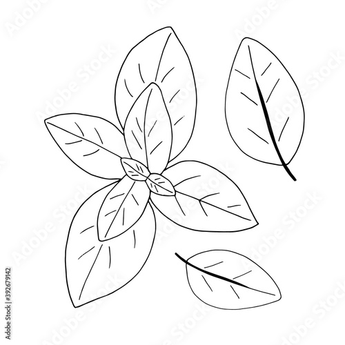 basil leaves set icon, label, menu. sketch hand drawn doodle. vector scandinavian monochrome minimalism. herbs, spices.