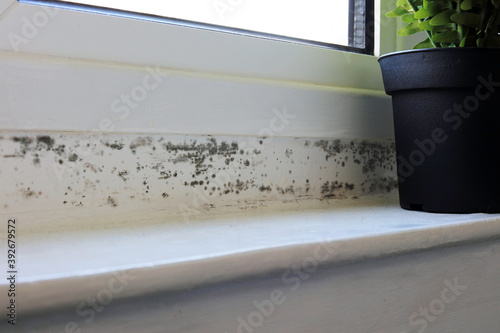 close up of mould on a interior window. Black mold. photo