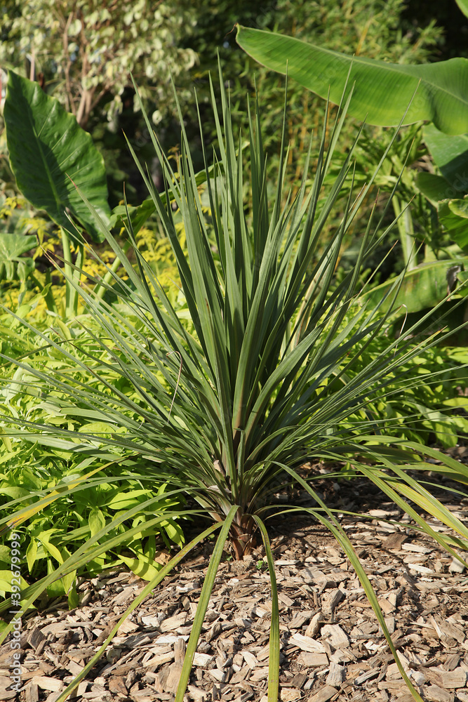 Phormium Phormium