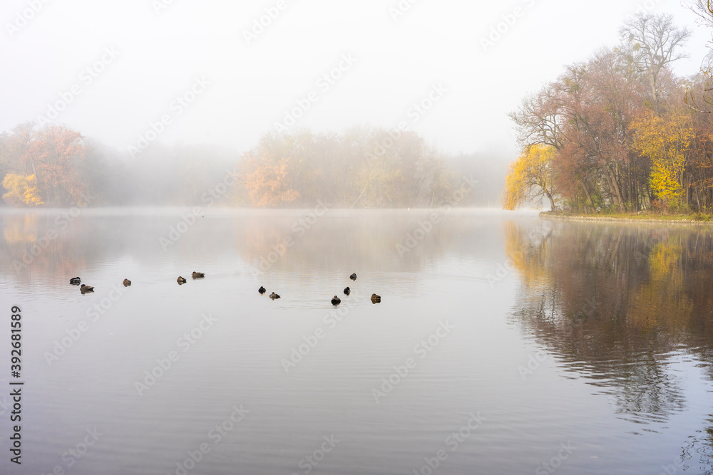 Herbstspaziergang im Schlosspark in München - See mit Enten und Bäumen im morgendlichen Nebel