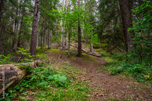 Forest. Nature landscape. Summer.