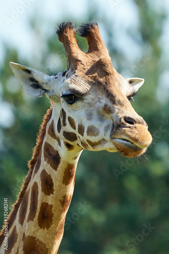 Rothschilds giraffe (Giraffa camelopardalis rothschildi) © dennisjacobsen