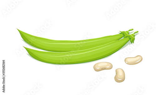 Bean and pods. Haricot Natural food. Isolated white background. Illustration.