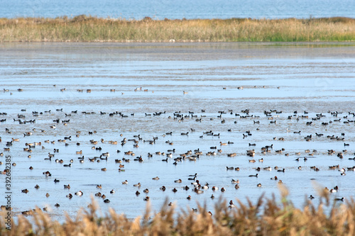 Wallpaper Mural Flora e fauna in un'Oasi naturale protetta in Italia Torontodigital.ca
