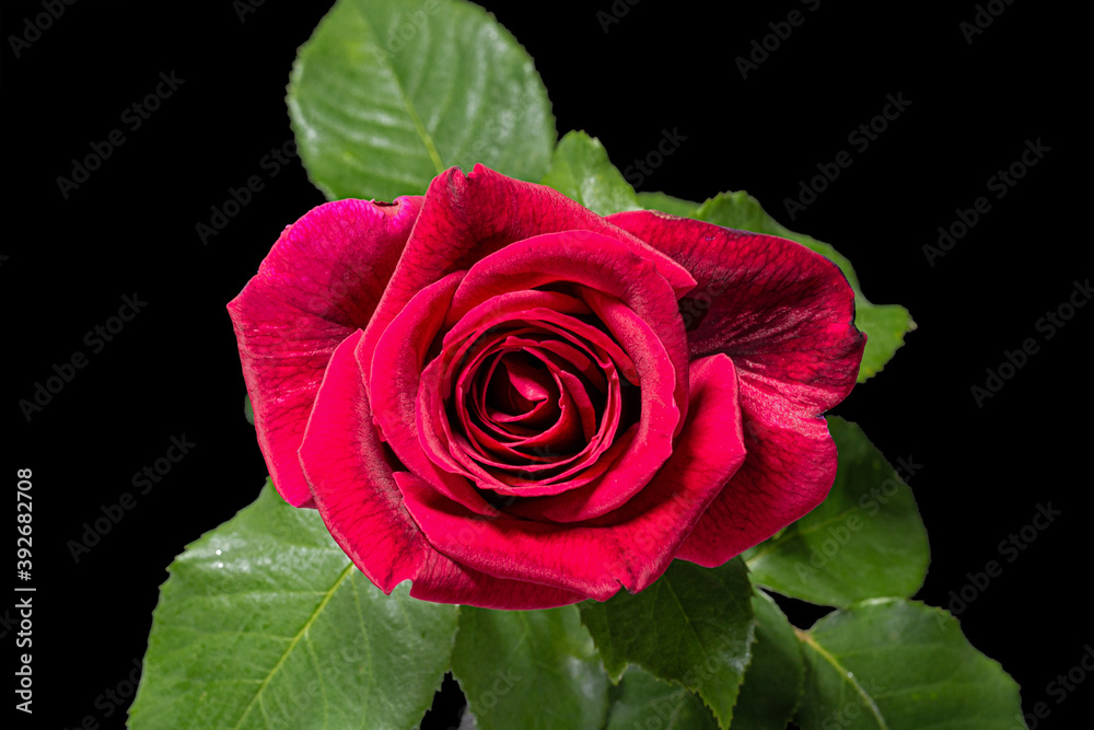 Red flower of rose, isolated on black background Red flower of rose, isolated on black background