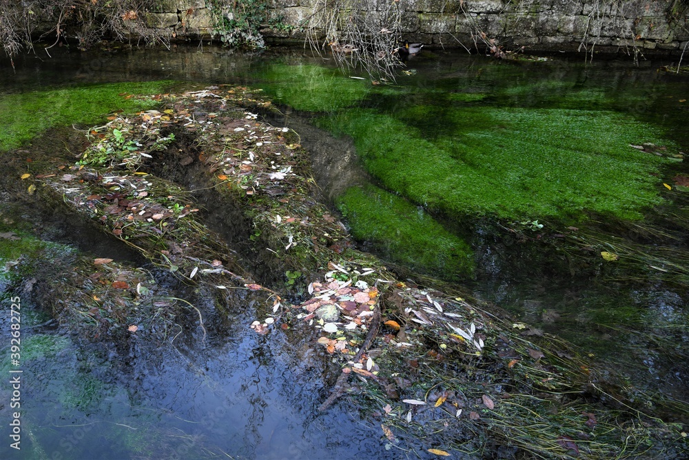 Fototapeta premium Bunte Welt des Herbstes - Farbige Herbstblätter mit Wasserpflanzen auf einem Gewässer