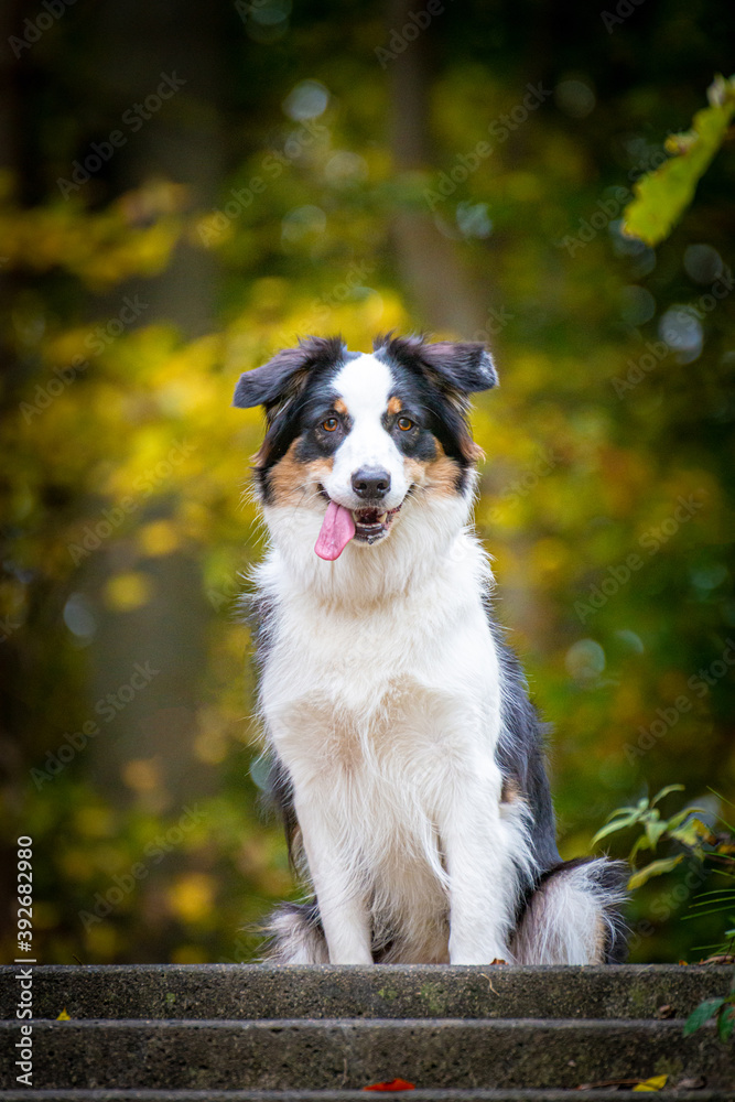 Australian Shepherd