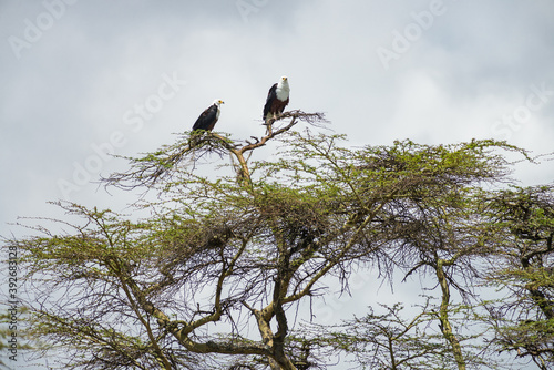 African Fish eagles pair (Haliaeetus vocifer) perched in Acacia tree, Lake Naivasha, Kenya