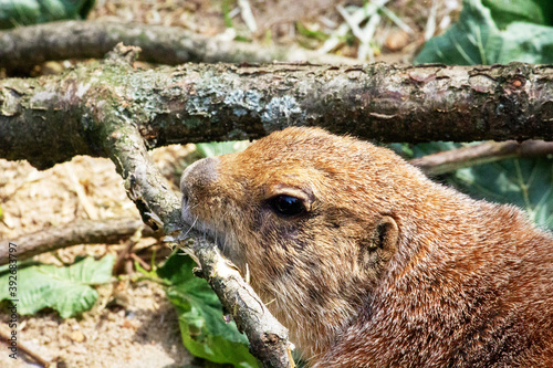 Close up of a black-tailed prairie dog gnawing a branch photo