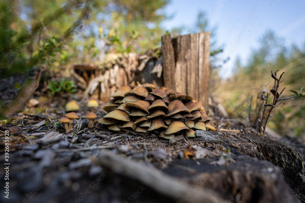 Small mushrooms on the trunk. Small mushrooms on the trunk.