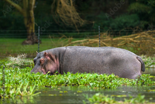 Hippopotamus (Hippopotamus amphibius) standing partially submerged in water, Lake Naivasha, Kenya