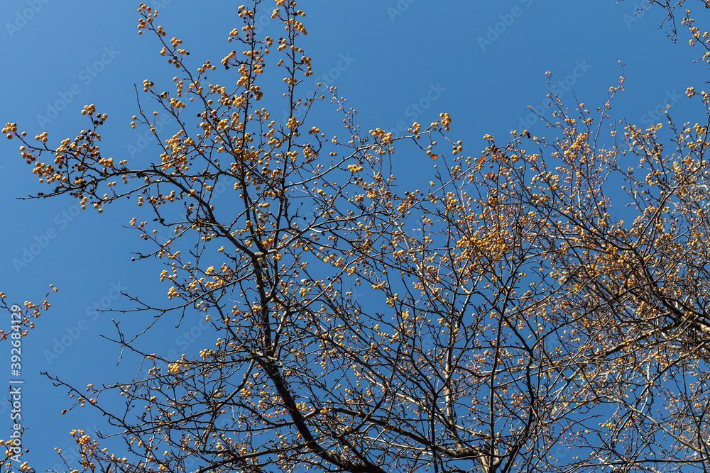 Beautiful texture of branches of wild apple tree with bright yellow apples is on the blu sky background in autumn Beautiful texture of branches of wild apple tree with bright yellow apples is on the blu sky background in autumn