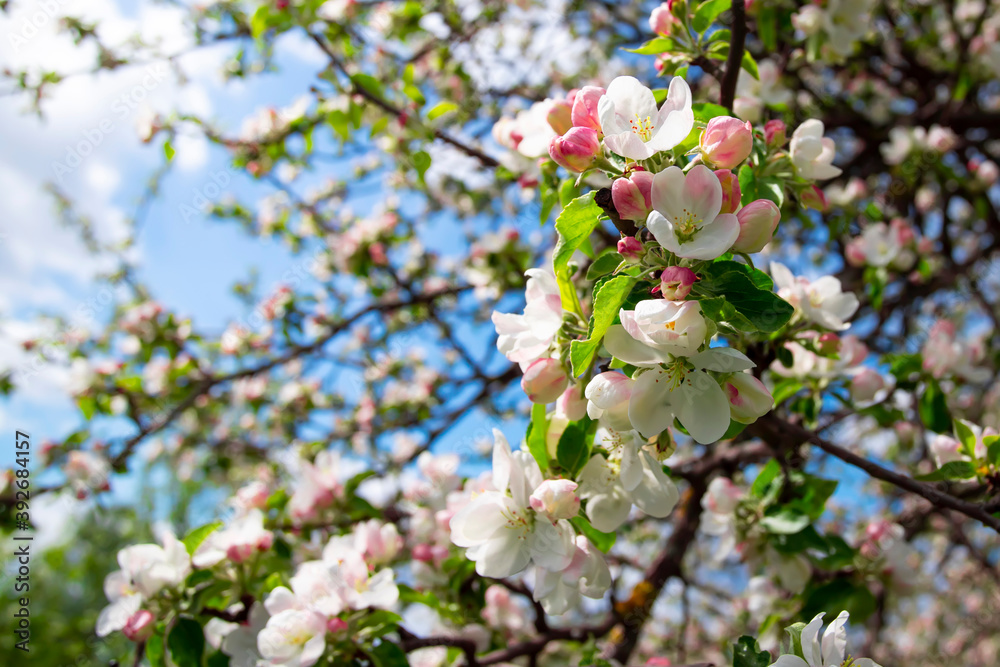 A blooming branch of apple tree in spring. Natural background