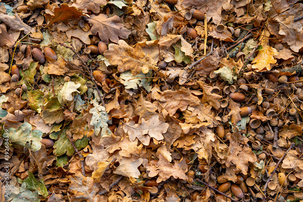 Autumn background, fallen oak leaves on the floor. Autumn background, fallen oak leaves on the floor.