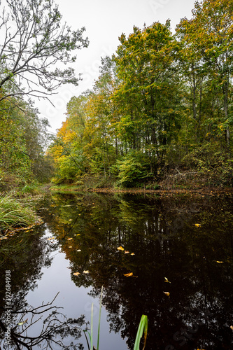 Beautiful river in woods. autumn landscape.