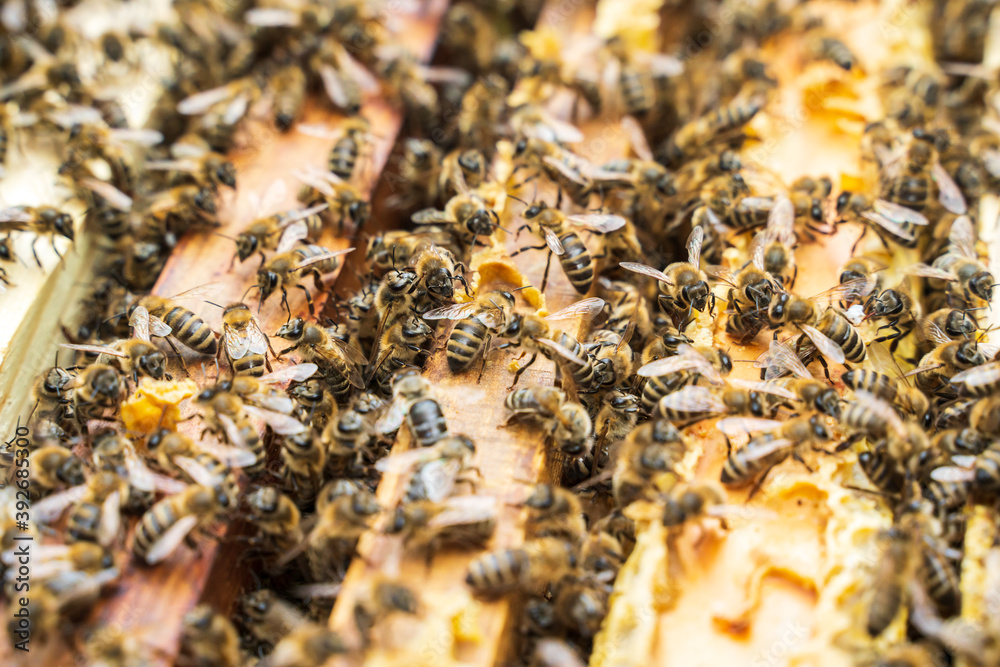Bees in a hive on a frame. Selective focus