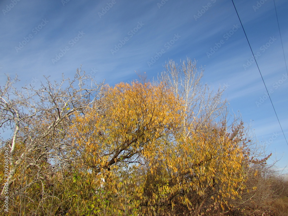 Fototapeta premium autumn time foliage