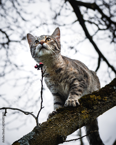 Katze auf dem Baum