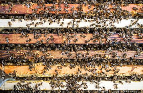 Bees in a hive on a frame
