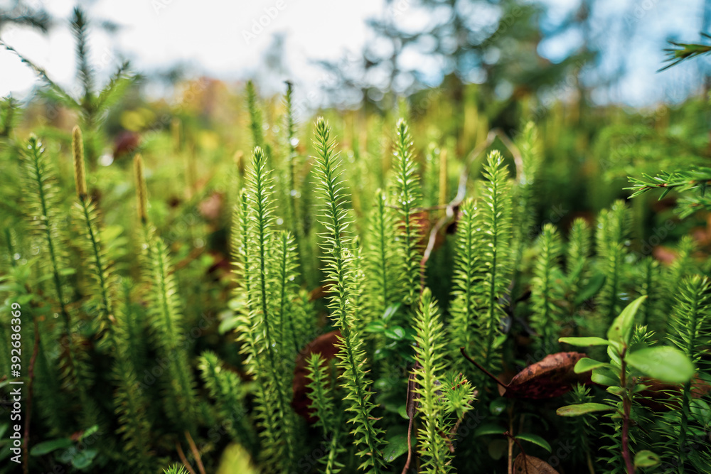 Beautiful green moss on the floor, moss closeup, Beautiful green moss on the floor, moss closeup,