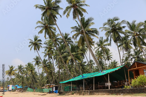coconut trees by the sea Goa India