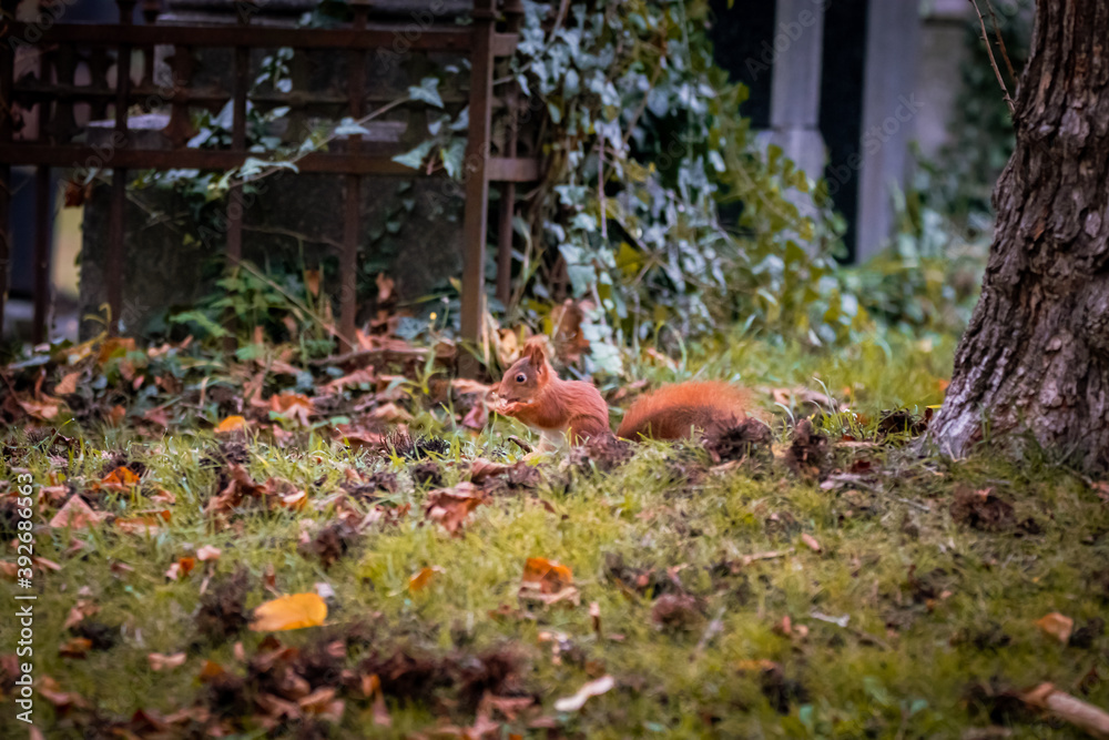 Eichhörnchen im Gras, Wiener Zentralfriedhof, Wien, Österreich