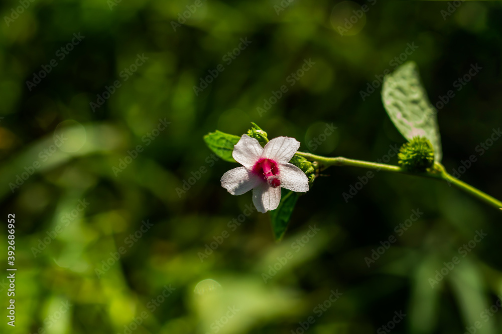 Very small and nice grass flowers green bg and isolated Very small and nice grass flowers green bg and isolated