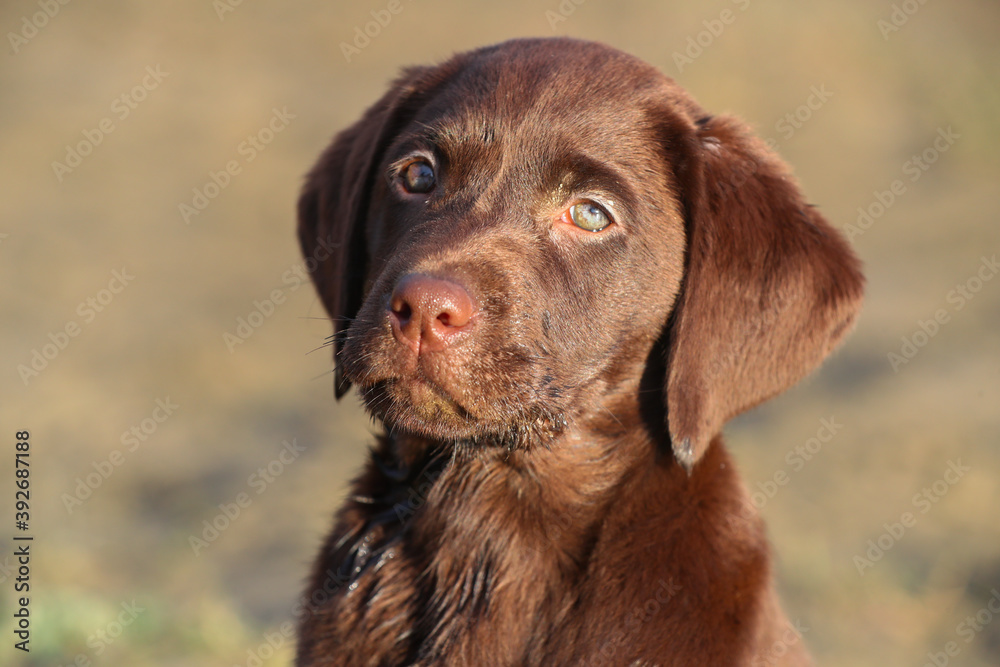 Süßer Brauner Labrador Welpe in der Sonne