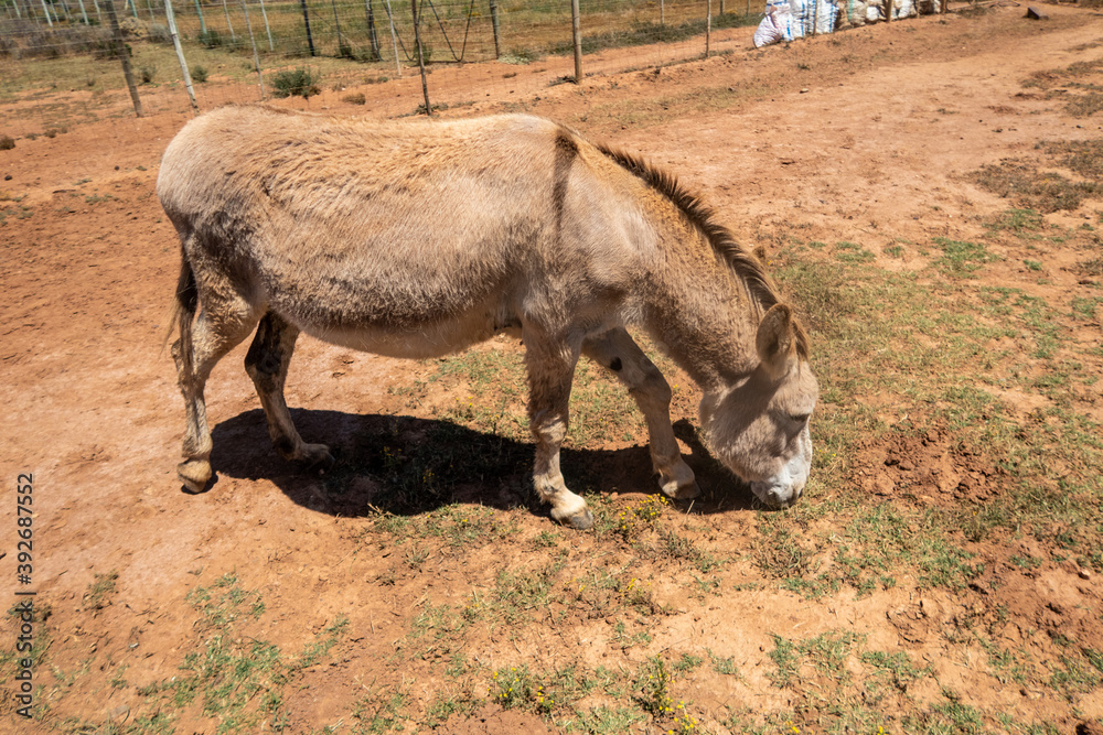 Fototapeta premium brown donkey in a field