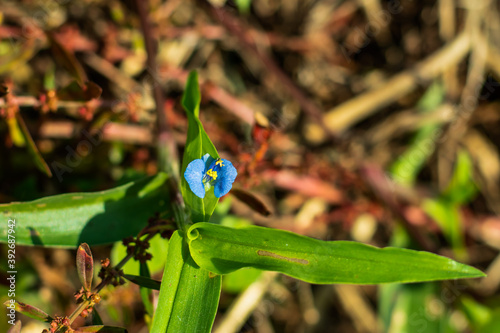 The super tiny bright blue beautiful grass flower in the home