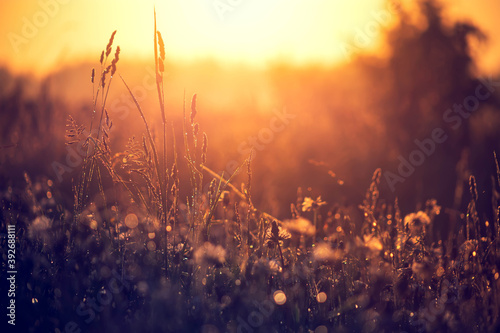 Dry grass at sunset on a summer evening. © sergofan2015