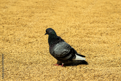 Pigeon stand on rice and get feeding alone photo