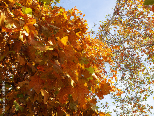 Fragment of a maple tree with yellow autumn leaves on a blue sky background