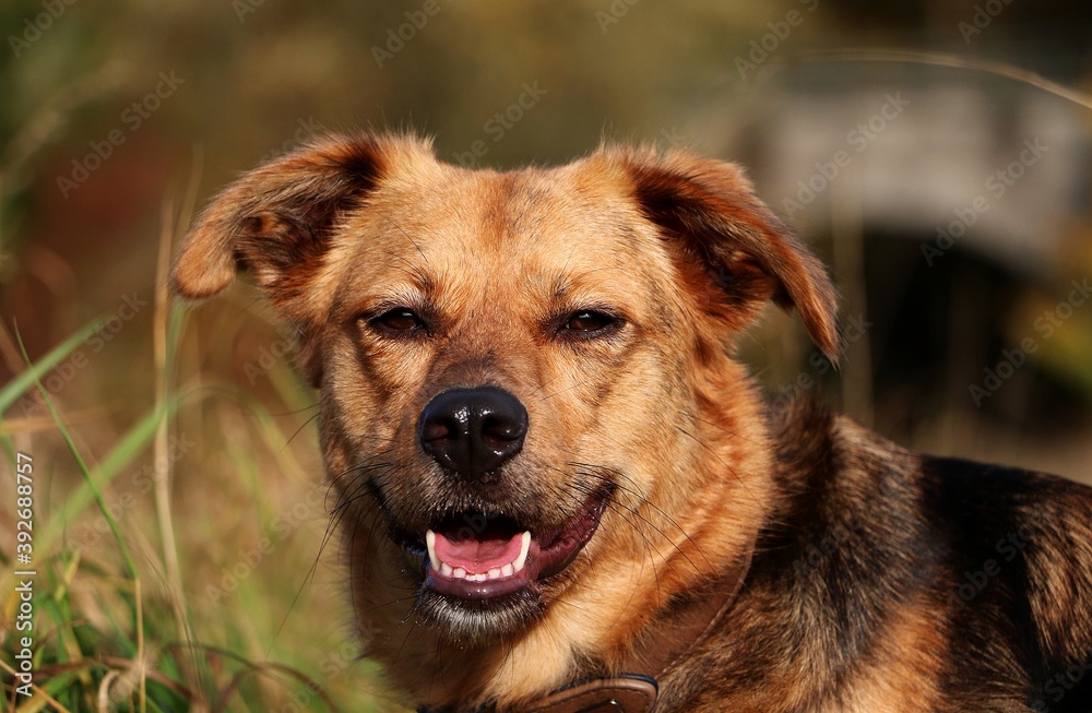beautiful brown shepherd dog head portrait in the park