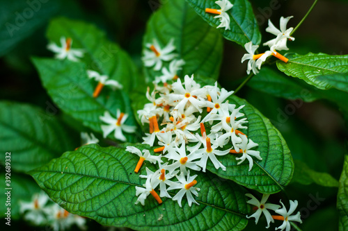 Shiuli or Night-flowering jasmine Nyctanthes arbor-tristis