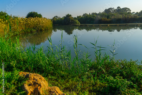 Pond with an elevated pathway, in En Afek nature reserve photo