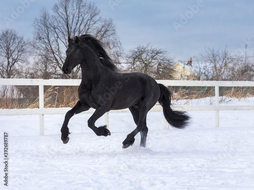 The black Frisian mare gallops freely in the levada on the farm © Naletova