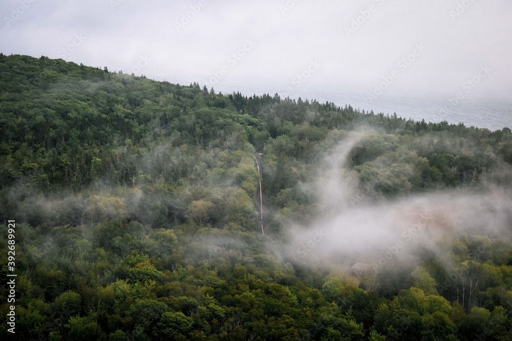 foggy forest