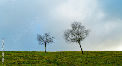 minimalism photography of two trees with green leaves under cloudy sky with a bit of blue sky