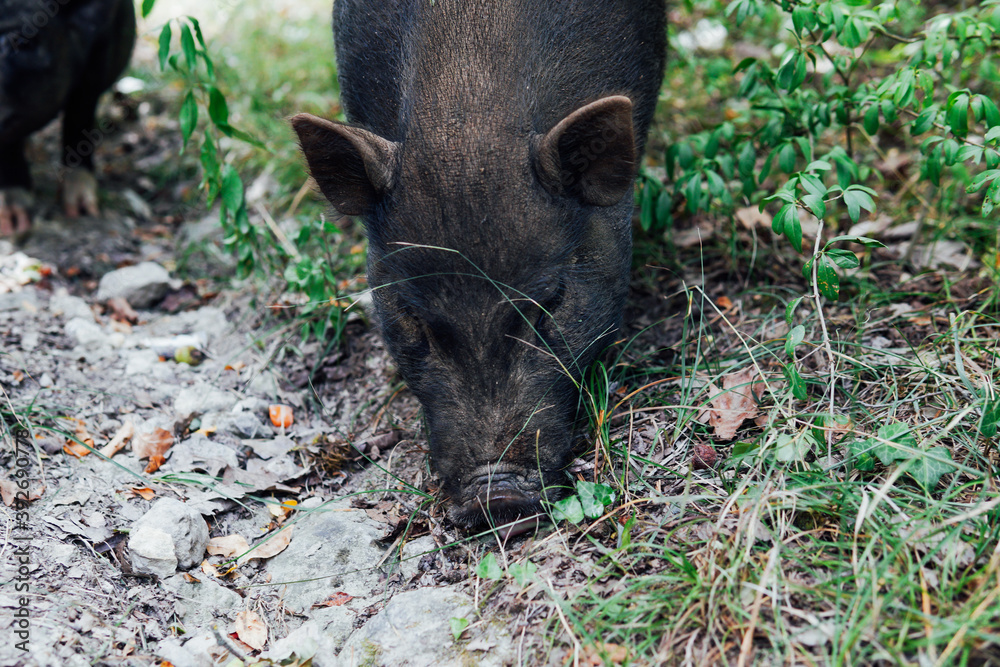 wild boar piglets in green forest look into the camera wild boar piglets in green forest look into the camera