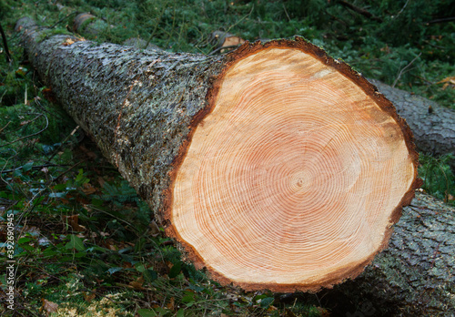 Felled Douglas fir tree, clear annual rings in the cross section photo
