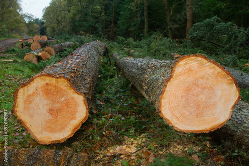 Felled Douglas fir tree, clear annual rings in the cross section