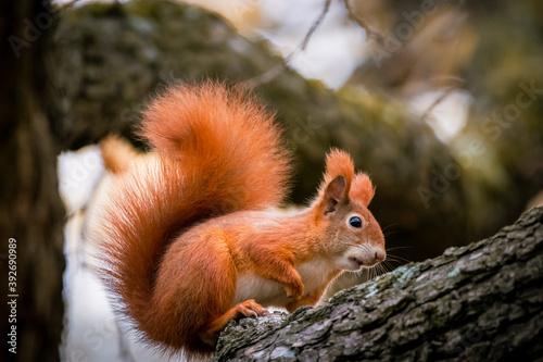 Eichhörnchen auf einem Baum, Wiener Zentralfriedhof, Wien, Österreich